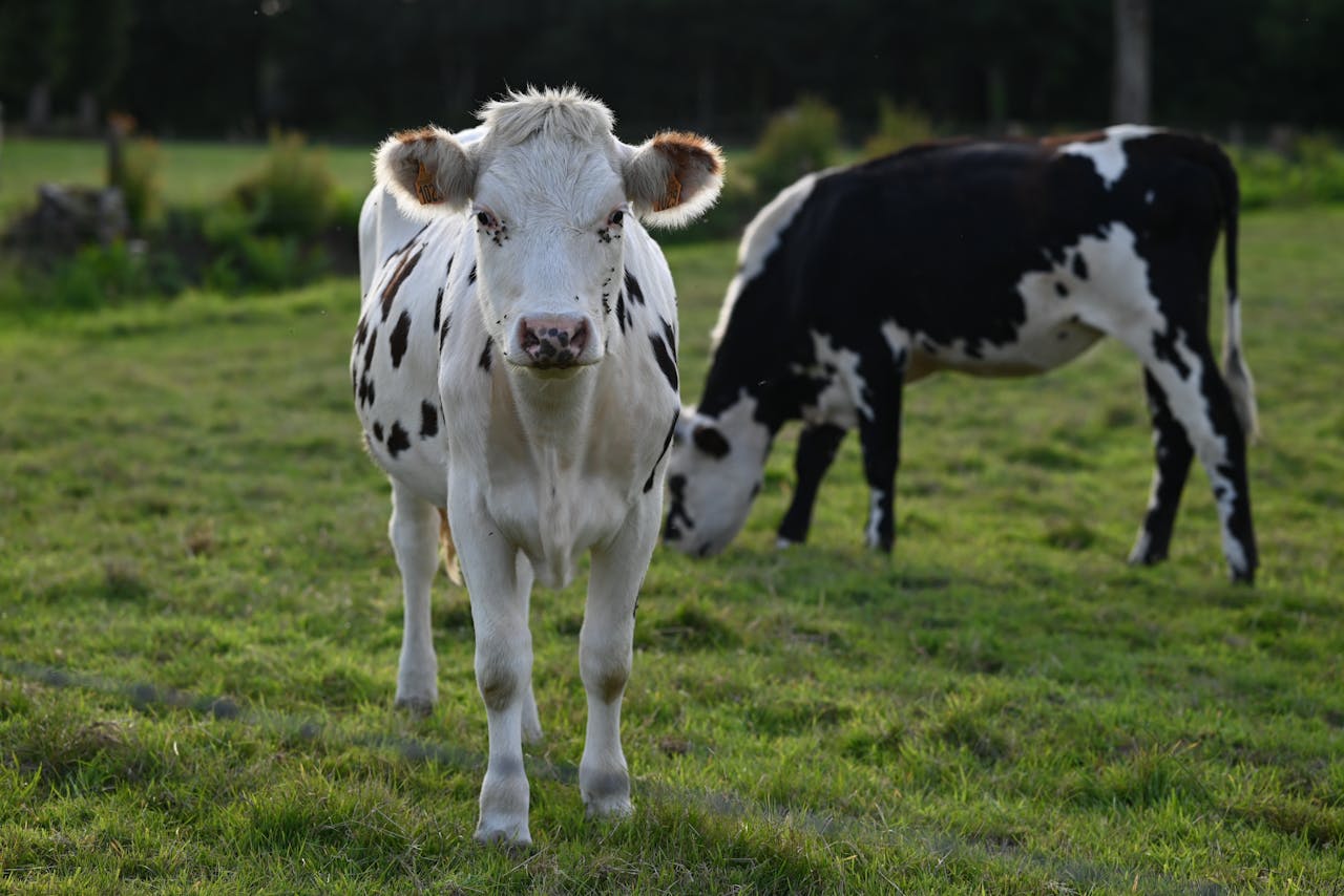 Two Holstein cows grazing on a green pasture on a sunny day, showcasing rural farm life.